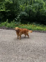 Izzy, a female Golden Retriever for sale in Seymour, MO – 6 of 6