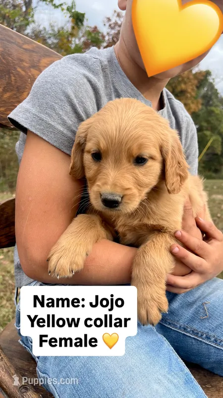 Jojo, a female Golden Retriever for sale in Seymour, MO – 1 of 9