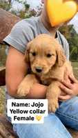 Jojo, a female Golden Retriever for sale in Seymour, MO – 1 of 9
