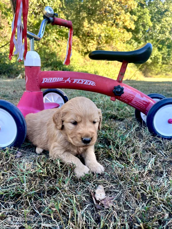 Indy – Golden Retriever puppy for sale in Seymour, MO