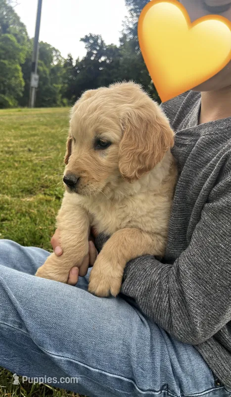 Honey  – Golden Retriever puppy for sale in Seymour, MO