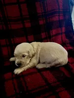 Ivory, a male Golden Retriever for sale in Seymour, MO – 2 of 8
