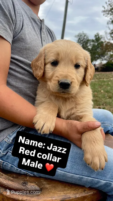 Jazz – Golden Retriever puppy for sale in Seymour, MO
