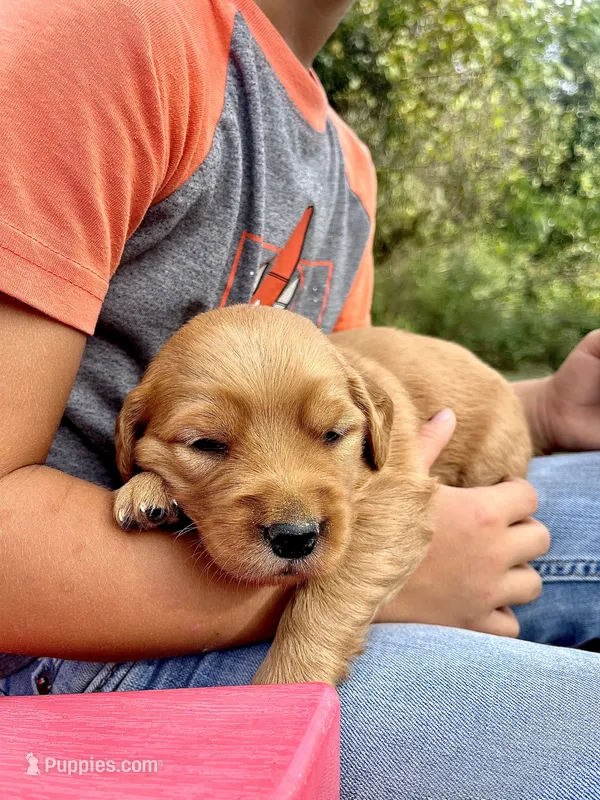 Ivy – Golden Retriever puppy for sale in Seymour, MO