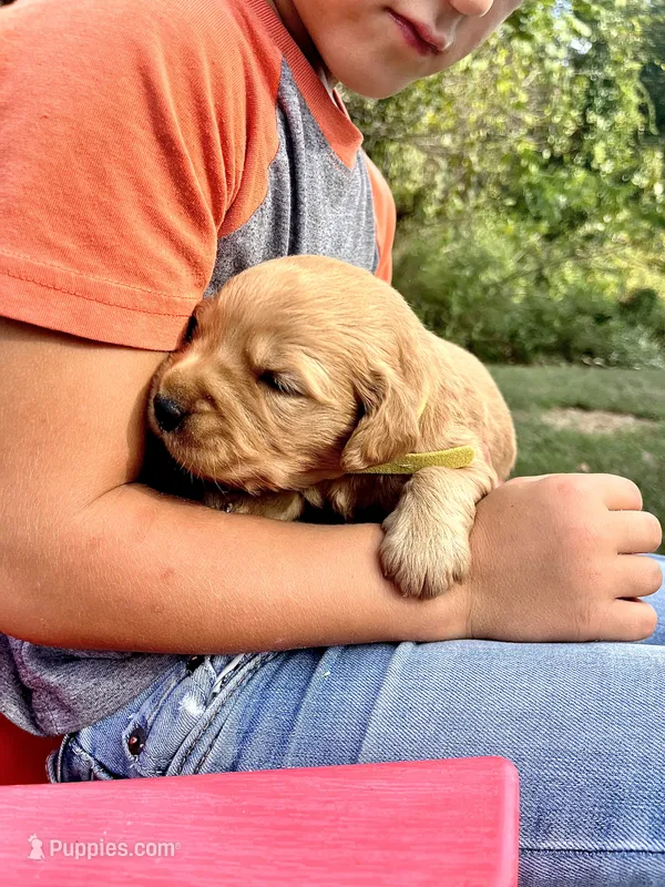 Indy – Golden Retriever puppy for sale in Seymour, MO