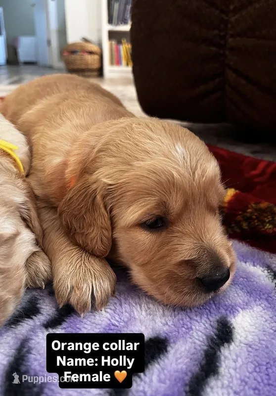 Holly – Golden Retriever puppy for sale in Seymour, MO