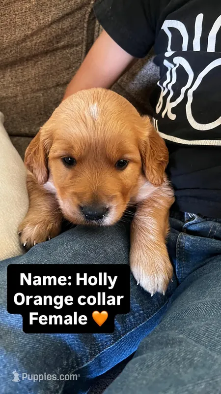 Holly – Golden Retriever puppy for sale in Seymour, MO