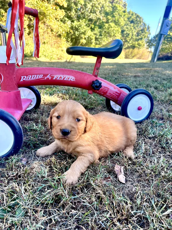 Ira – Golden Retriever puppy for sale in Seymour, MO