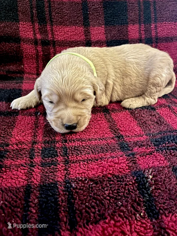 Indy – Golden Retriever puppy for sale in Seymour, MO