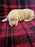 Indy, a male Golden Retriever for sale in Seymour, MO – 1 of 7