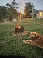 Ivy, a female Golden Retriever for sale in Seymour, MO – 5 of 8