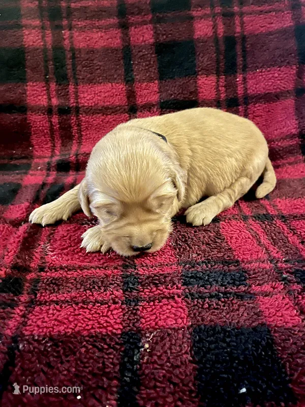 Ira – Golden Retriever puppy for sale in Seymour, MO