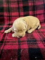 Ira, a male Golden Retriever for sale in Seymour, MO – 1 of 7