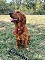 Java, a female Golden Retriever for sale in Seymour, MO – 8 of 8