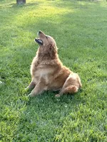 Ivory, a male Golden Retriever for sale in Seymour, MO – 5 of 8