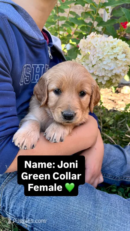 Joni – Golden Retriever puppy for sale in Seymour, MO