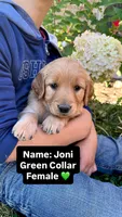 Joni, a female Golden Retriever for sale in Seymour, MO – 1 of 9