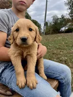 Jojo, a female Golden Retriever for sale in Seymour, MO – 2 of 9