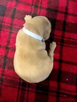 Ivy, a female Golden Retriever for sale in Seymour, MO – 2 of 8