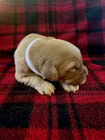 Ivy, a female Golden Retriever for sale in Seymour, MO – 3 of 8