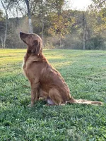 Hunter, a male Golden Retriever for sale in Seymour, MO – Photo 3 of 4