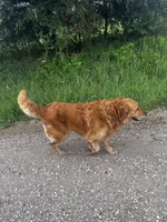 Hunter, a male Golden Retriever for sale in Seymour, MO – Photo 2 of 4