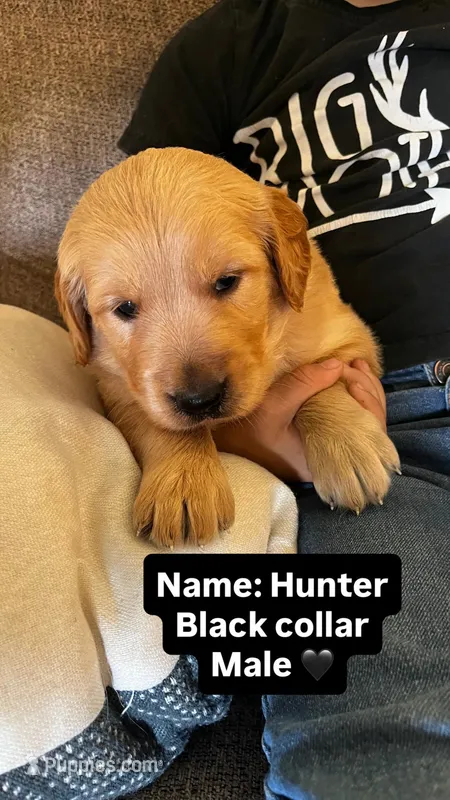 Hunter – Golden Retriever puppy for sale in Seymour, MO
