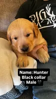 Hunter, a male Golden Retriever for sale in Seymour, MO – Photo 1 of 4