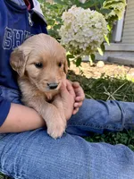 Jojo, a female Golden Retriever for sale in Seymour, MO – 6 of 9