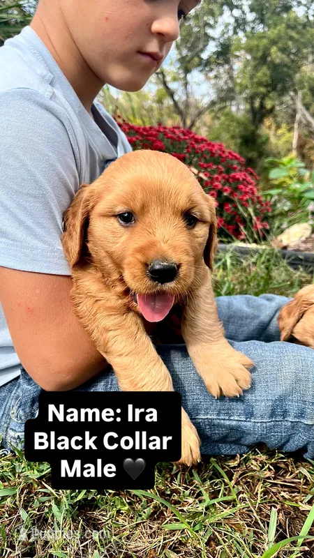 Ira – Golden Retriever puppy for sale in Seymour, MO