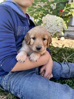 Joni, a female Golden Retriever for sale in Seymour, MO – 4 of 9