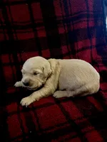 Ivory, a male Golden Retriever for sale in Seymour, MO – 3 of 8