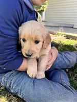 Jazz, a male Golden Retriever for sale in Seymour, MO – 3 of 8