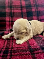 Ira, a male Golden Retriever for sale in Seymour, MO – 2 of 7