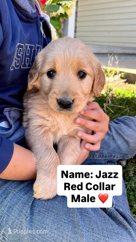 Jazz – Golden Retriever puppy for sale in Seymour, MO