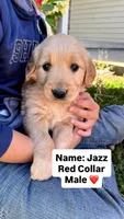 Jazz, a male Golden Retriever for sale in Seymour, MO – 1 of 8
