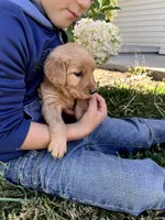 Java, a female Golden Retriever for sale in Seymour, MO – 2 of 8