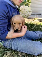 Java, a female Golden Retriever for sale in Seymour, MO – 3 of 8