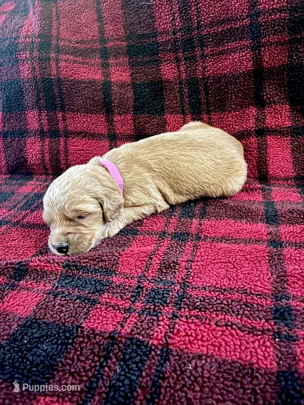 Izzy – Golden Retriever puppy for sale in Seymour, MO