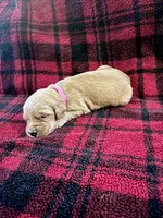 Izzy, a female Golden Retriever for sale in Seymour, MO – 1 of 6