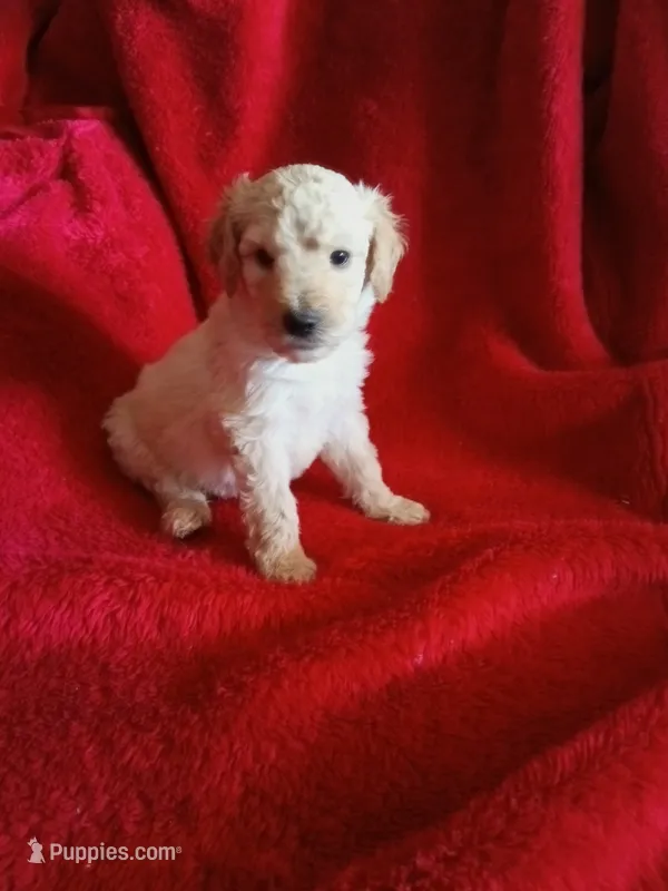 Carter – Poodle - Standard  puppy for sale in San Antonio, TX