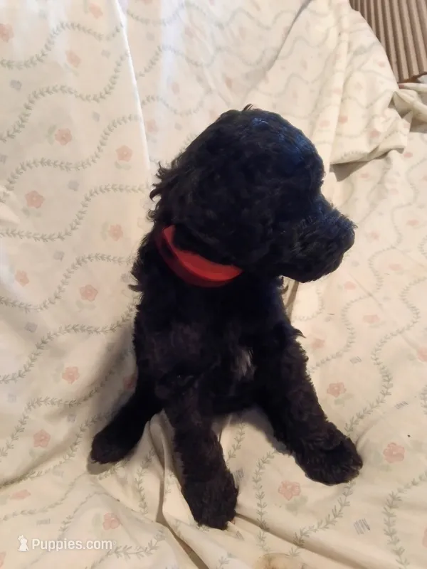 Cheyenne – Poodle - Standard  puppy for sale in San Antonio, TX