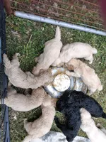 Cody, a male Poodle - Standard  for sale in San Antonio, TX – 2 of 6