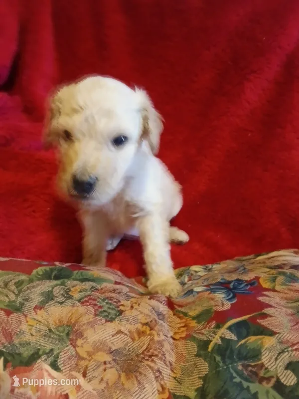 Cody – Poodle - Standard  puppy for sale in San Antonio, TX