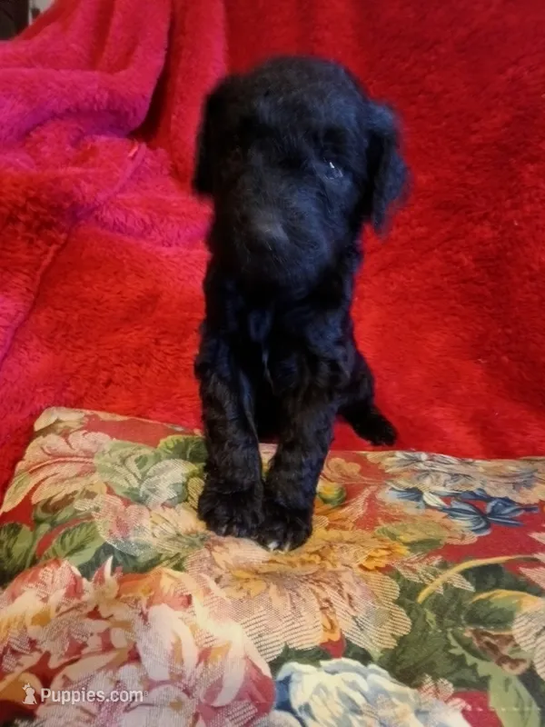Cheyenne – Poodle - Standard  puppy for sale in San Antonio, TX
