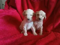 Cody, a male Poodle - Standard  for sale in San Antonio, TX – 6 of 6