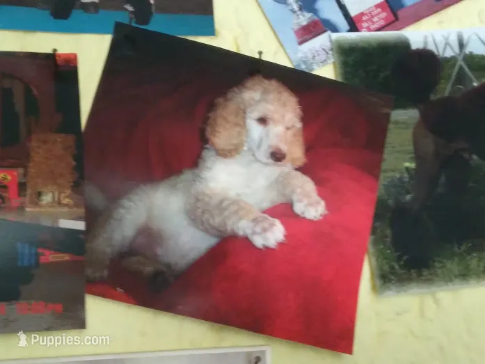 Charlie – Poodle - Standard  puppy for sale in San Antonio, TX