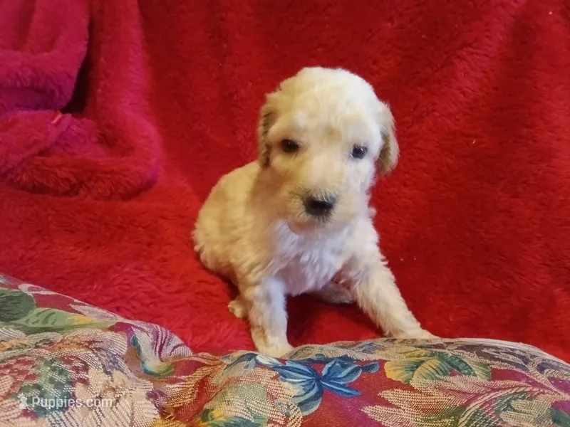 Carter – Poodle - Standard  puppy for sale in San Antonio, TX