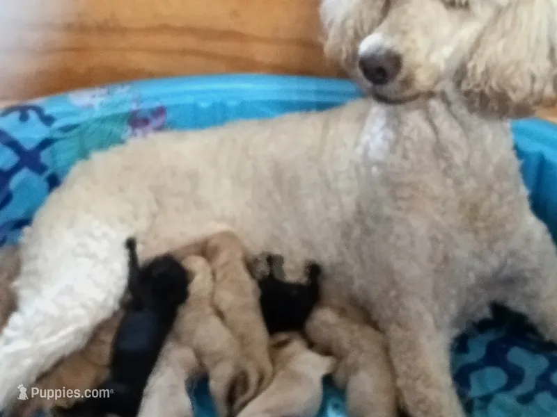 Charlie – Poodle - Standard  puppy for sale in San Antonio, TX