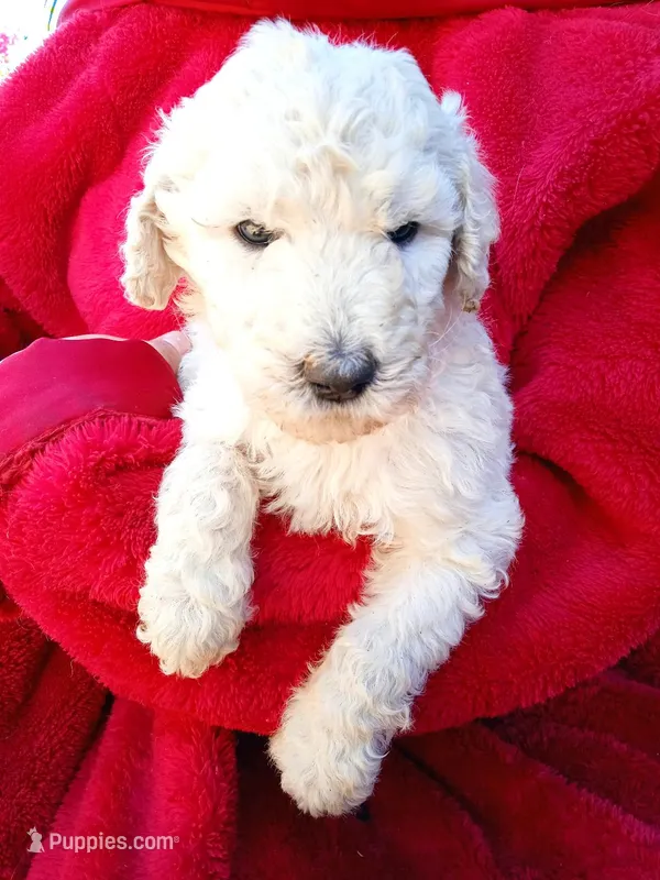 Cody – Poodle - Standard  puppy for sale in San Antonio, TX
